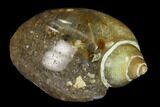 Polished, Chalcedony Replaced Gastropod Fossil - India #133525-1